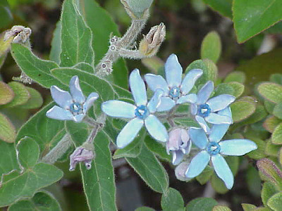 옥시페탈룸 사진 - Oxypetalum coeruleum Photos