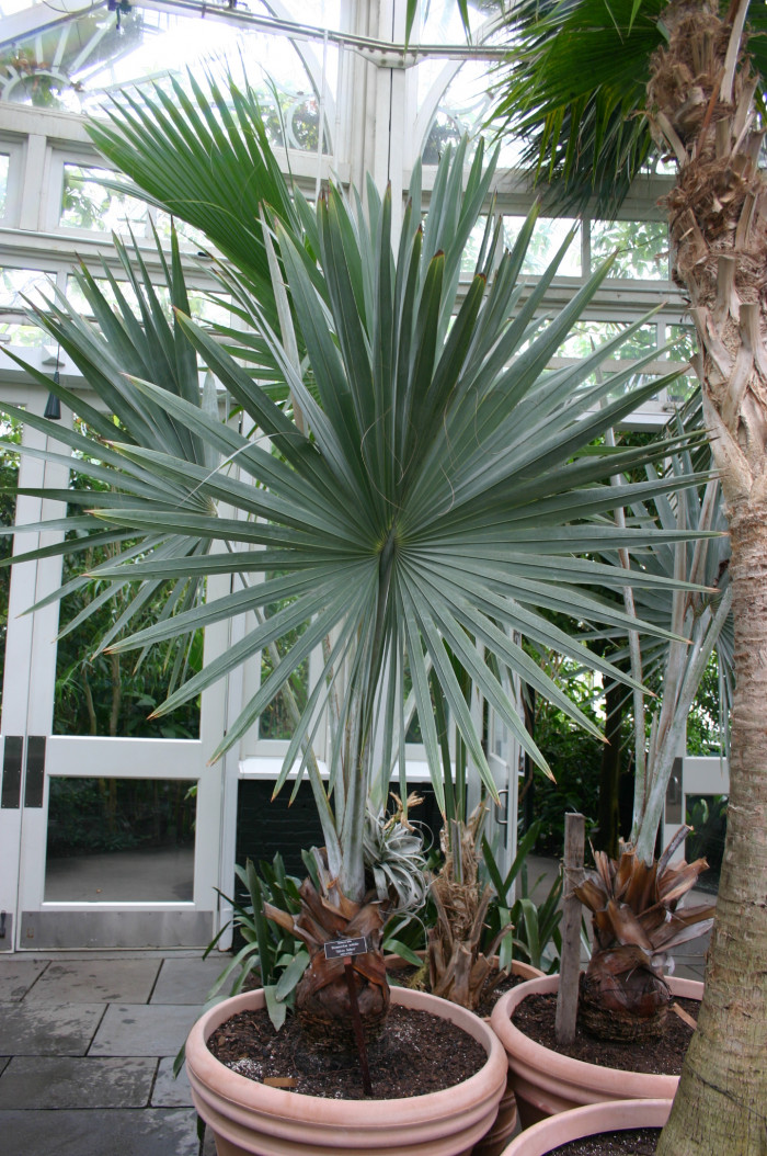 비스마르크야자 - Bismarck Palm, Bismarckia nobilis