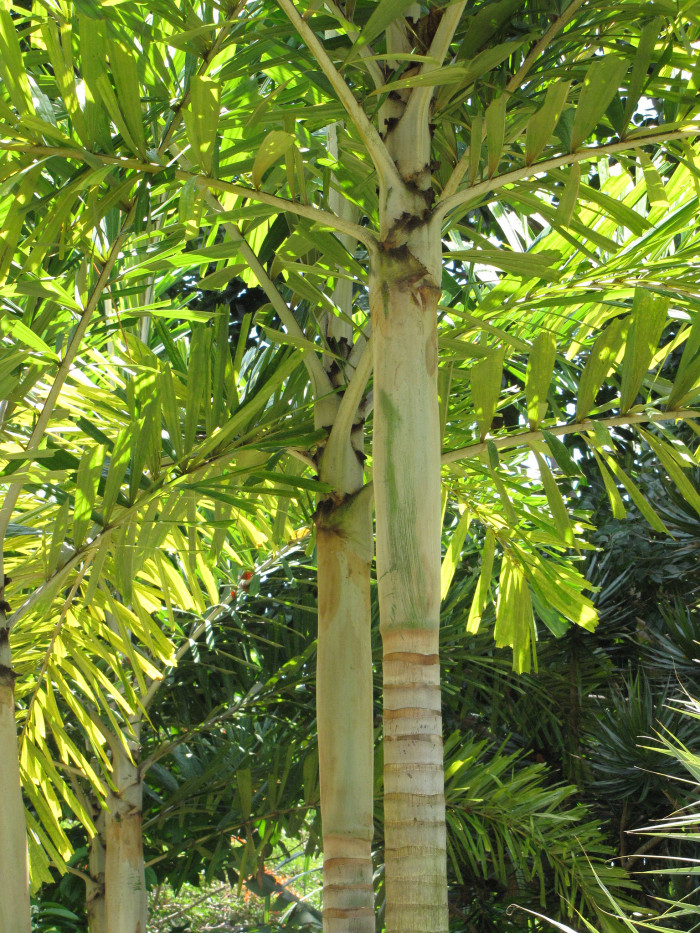 여우꼬리야자 - Foxtail Palm, Wodyetia bifurcata