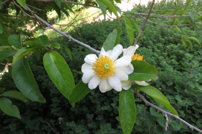프라이드계란꽃 - Snuff box tree, Fried egg Tree, Fried egg Flower, Oncoba spinosa