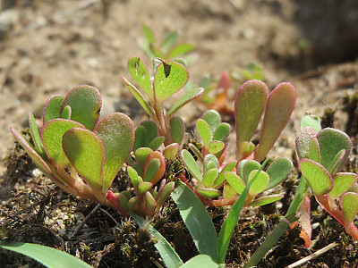 쇠비름 사진 - Portulaca oleracea L. Photos