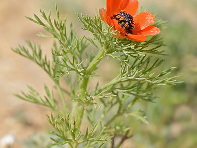 붉은복수초 사진 - Adonis aestivalis Photos