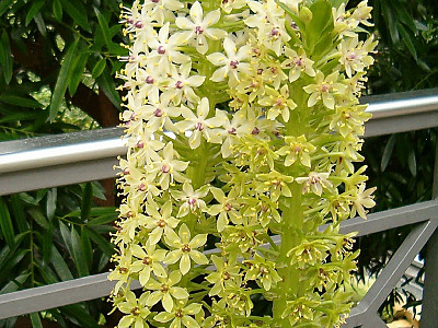 Eucomis pallidiflora 사진