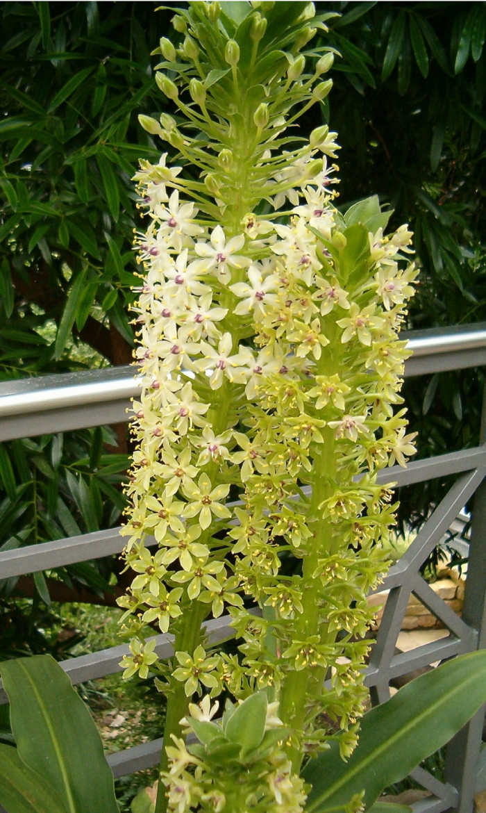 파인애플릴리 - Pineapple Lily, pineapple flowers, Eucomis