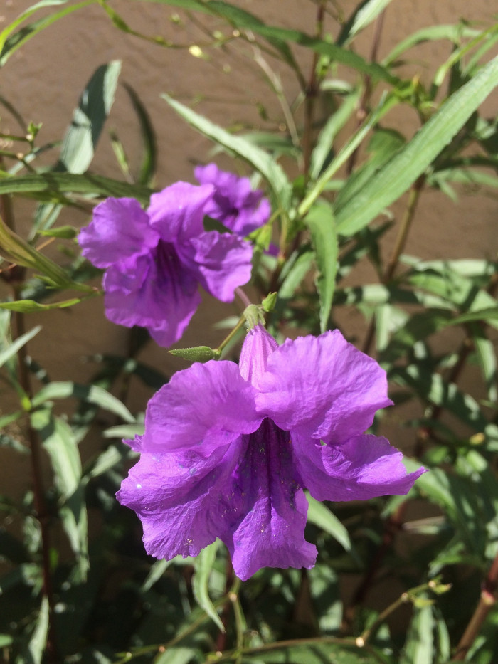 루엘리아 - Mexican petunia, Ruellia brittoniana