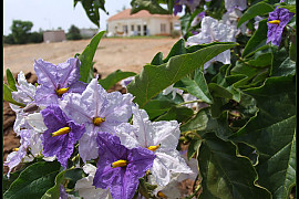 큰감자나무 - Solanum macranthum