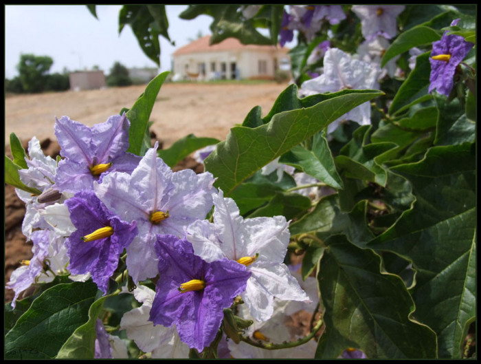 큰감자나무 - Giant Potato Tree, Solanum wrightii, Solanum macranthum
