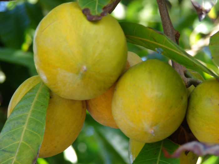 계란과일 - Egg Fruit, Pouteria campechiana