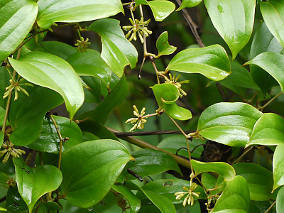 청미래덩굴 사진 - Smilax china L. Photos