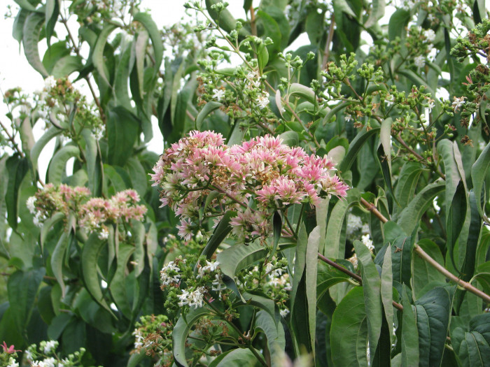 칠자화 - Seven Son Flower, Heptacodium miconioides