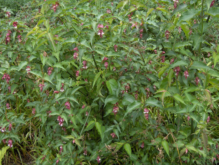 매엽죽 - Leycesteria formosa