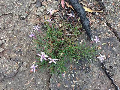 별꽃도라지 사진 - Isotoma axillaris Photos