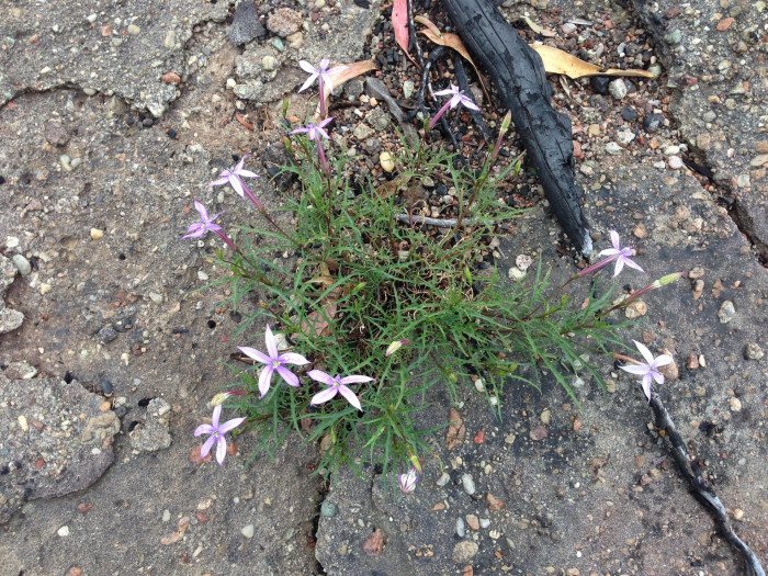 별꽃도라지 - Blue Star Creeper, Isotoma, Laurenti, Isotoma axillaris