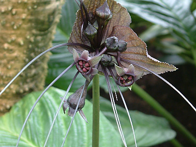 타카 사진 - Tacca chantrieri Photos