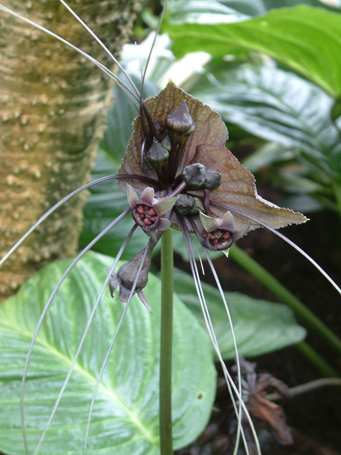 타카 - bat flower, Tacca chantrieri