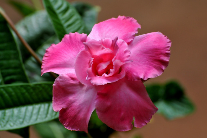 석화 - Adenium obesm, Adenium
