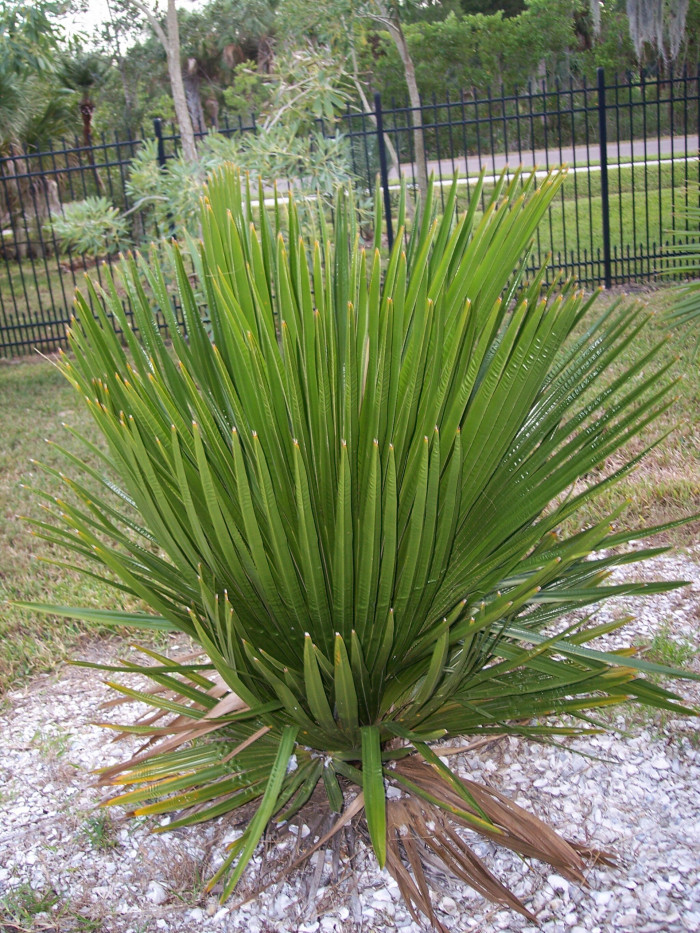 페티코트야자 - Petticoat palm, Jata de Guanabacoa, Copernicia macroglossa