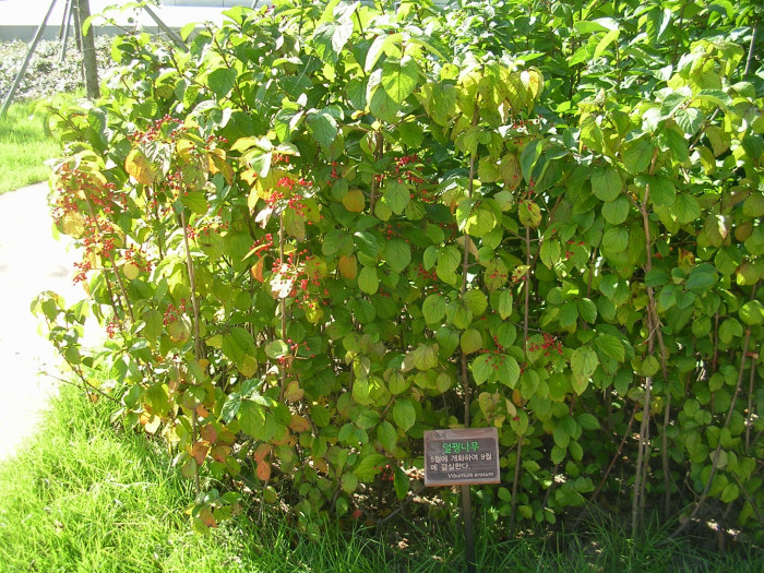 덜꿩나무 - Viburnum erosum Thunb.
