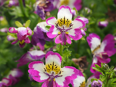 스키잔서스 사진 - Schizanthus pinnatus Photos