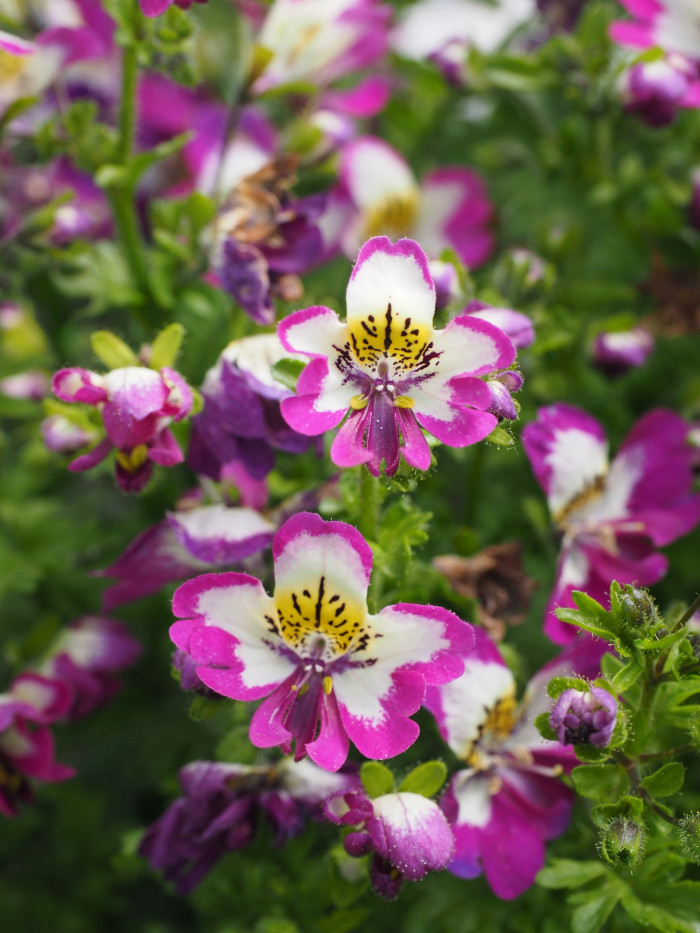 스키잔서스 - butterfly flower, fringeflower, poor-man