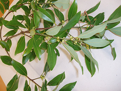 육박나무 사진 - Actinodaphne lancifolia (Siebold & Zucc.) Meisn. Photos