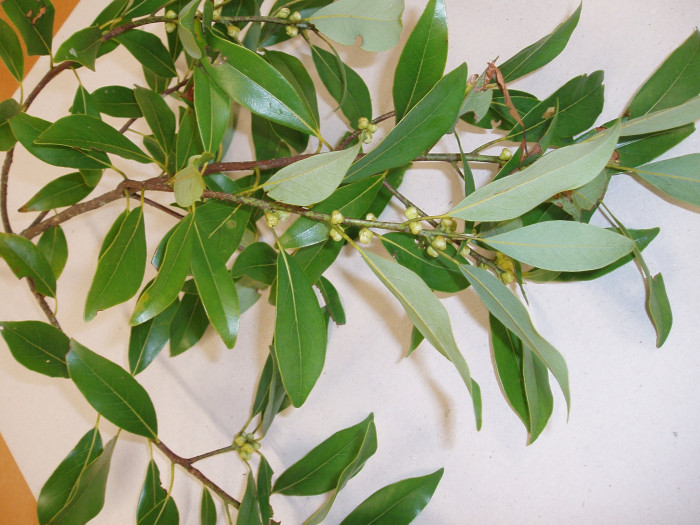 육박나무 - Actinodaphne lancifolia (Siebold & Zucc.) Meisn.