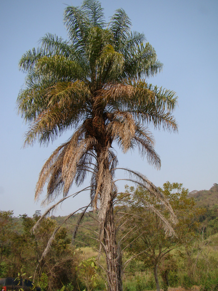 마코야자 - macaw palm, grugru palm, macaúba palm, coyol palm, Acrocomia aculeata