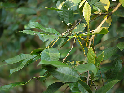 육두구 사진 - Myristica fragrans Photos