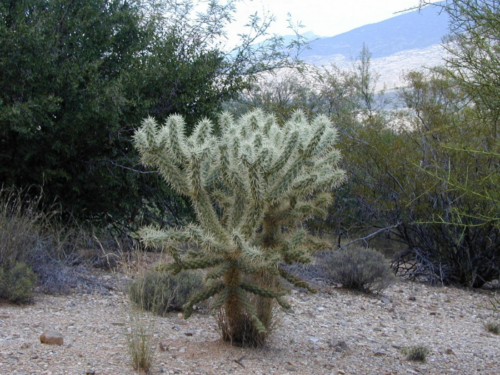실린드로푼티아 비겔로비이 - Teddybear cholla, Cylindropuntia bigelovii