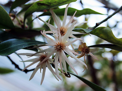붓순나무 사진 - Illicium anisatum L. Photos