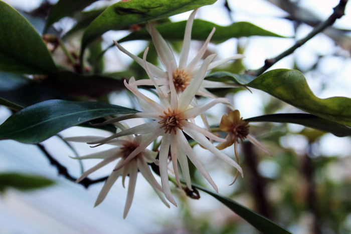 붓순나무 - brushwood, Illicium anisatum L.