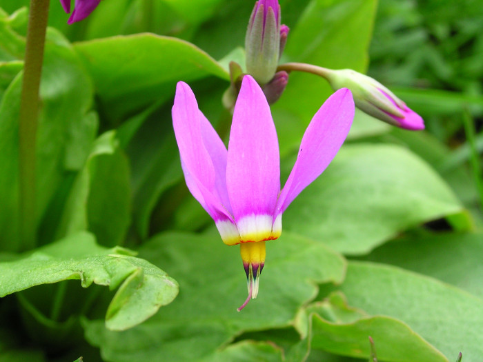 인디언앵초 - shooting star, American cowslip, mosquito bills, mad violets, sailor caps, Dodecatheon