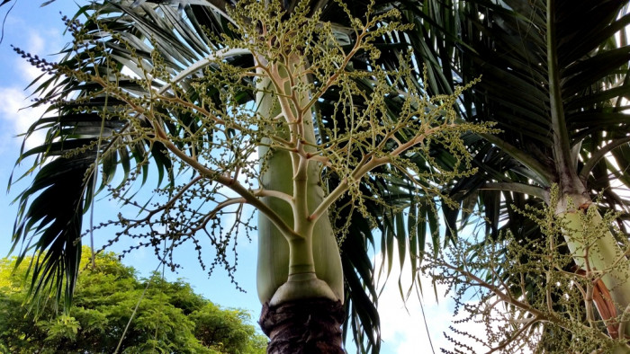 크리스마스야자 - Christmas palm, Manila palm, Adonidia merrillii