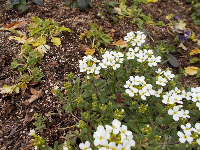 록크레스 - garden arabis, mountain rock cress, Caucasian rockcress, Arabis caucasica
