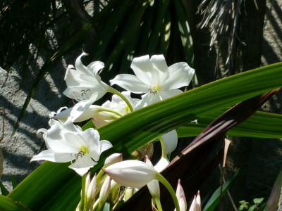 아프리카문주란 사진 - Crinum moorei Hook.f. Photos