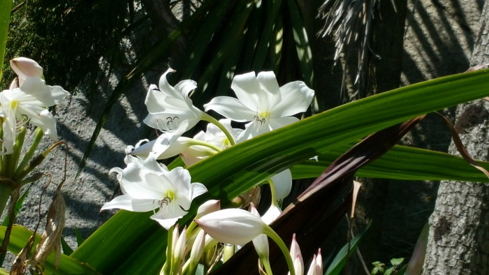 아프리카문주란 - Crinum moorei Hook.f.