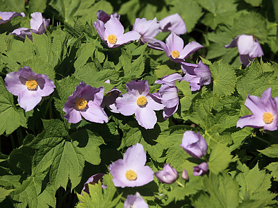 일본나무양귀비 사진 - Glaucidium palmatum  Photos