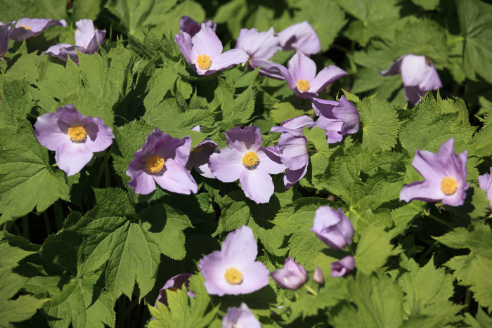 일본나무양귀비 - Japanese wood poppy, Glaucidium palmatum 
