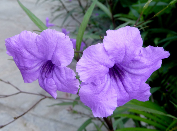 루엘리아 - Mexican petunia, Ruellia brittoniana