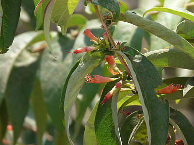 우드포디아 프루티코사 사진 - Woodfordia fruticosa Photos