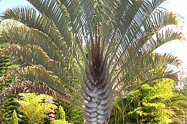 삼각야자 - Neodypsis decaryi jumelle