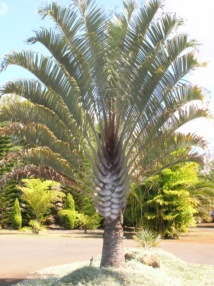 삼각야자 - Triangle Palm, Dypsis decaryi, Neodypsis decaryi jumelle