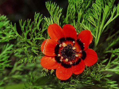 붉은복수초 사진 - Adonis aestivalis Photos