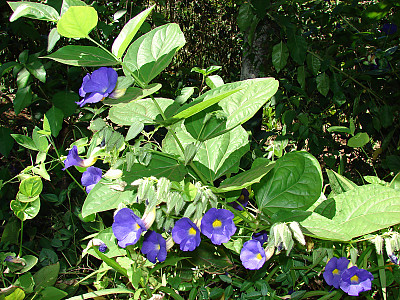 툰베르기아 베티스컴베이 사진 - Thunbergia battiscombei Photos