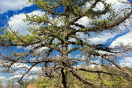 리기다소나무 - Pinus rigida Mill.