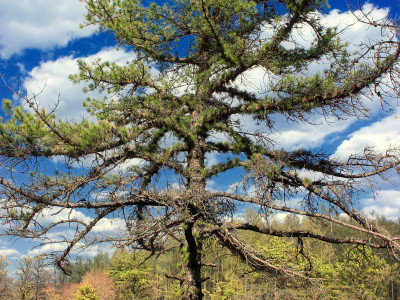 리기다소나무 사진 - Pinus rigida Mill. Photos