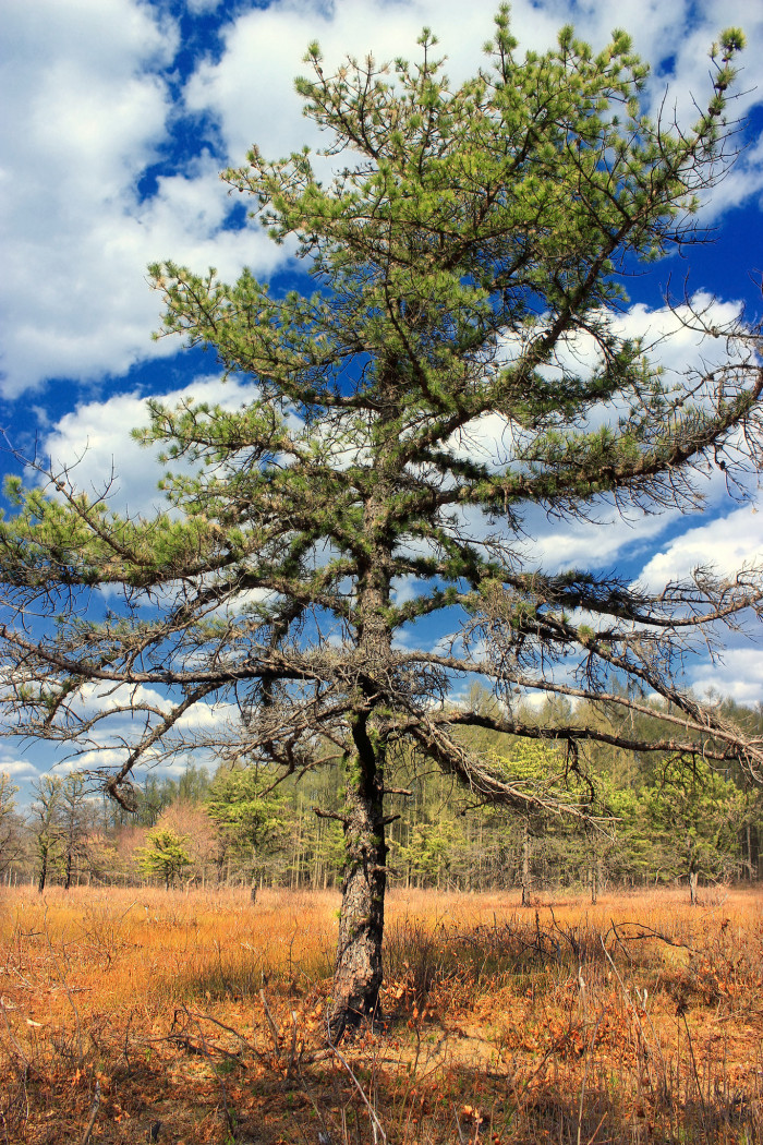 리기다소나무 - Pitch Pine, Pinus rigida Mill.
