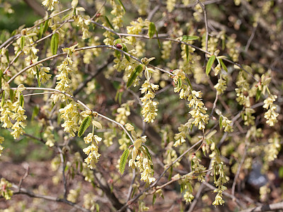 히어리 사진 - Corylopsis glabrescens Franch. & Sav. var. gotoana (Makino) T. Yamanaka Photos