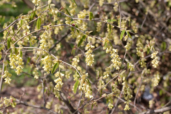 히어리 - Corylopsis glabrescens Franch. & Sav. var. gotoana (Makino) T. Yamanaka