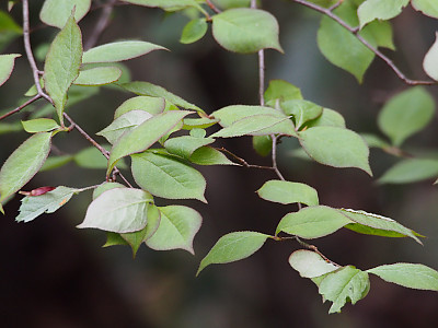 윤노리나무 사진 - Pourthiaea villosa (Thunb.) Decne. Photos
